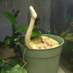 Meet your Posher, Eric pollard